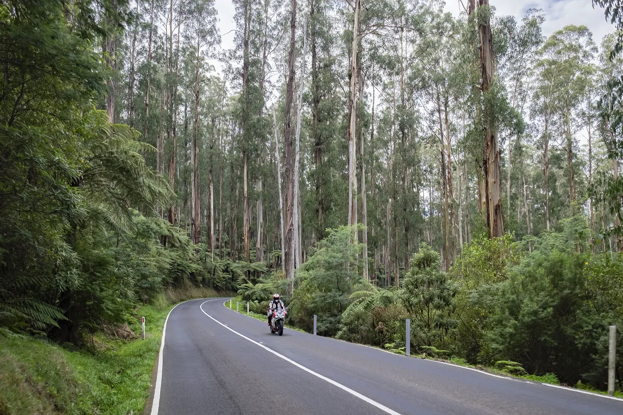 Person riding a motorcycle through a scenic forrest route